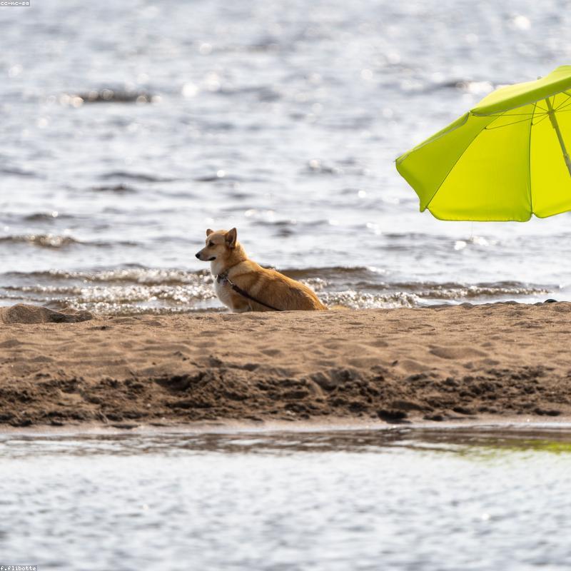 Original Corgi photo