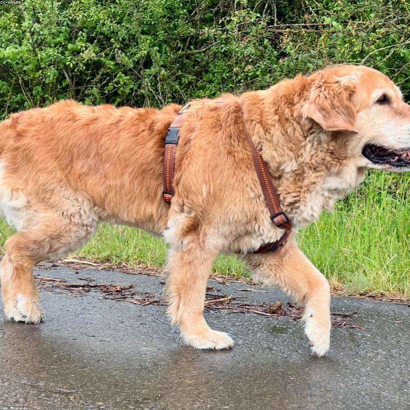 Original Golden Retriever photo