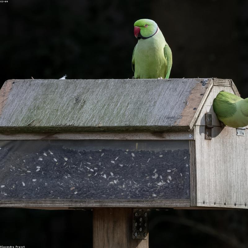 Original Parrot photo