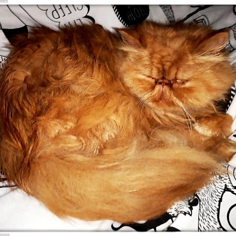 Original Persian photo